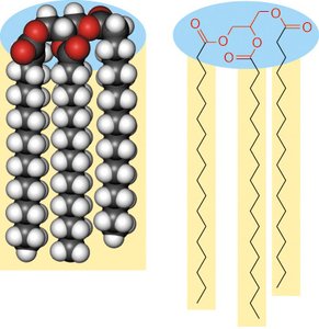 Ball-and-stick and schematic model of triacylglycerol