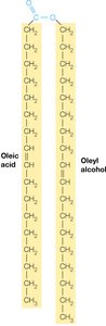 Structure of a typical wax