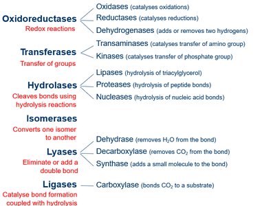 Enzyme classification chart