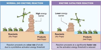 Comparison of normal and enzyme-catalyzed reaction energy barriers