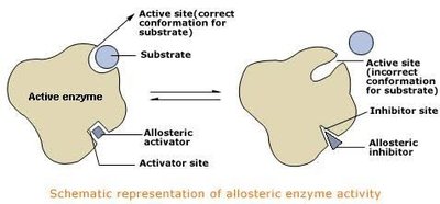 Schematic of allosteric enzyme regulation