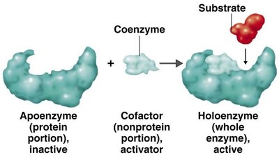 Apoenzyme, cofactor, and holoenzyme relationship