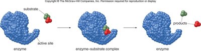 Induced-fit model of enzyme specificity