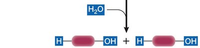 Hydrolysis reaction breaking a polymer (continued)
