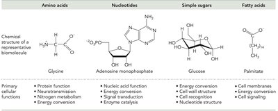 Monomer and macromolecule diagram