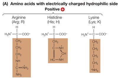 Table of protein categories and functions