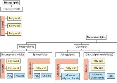 Classification of storage and membrane lipids