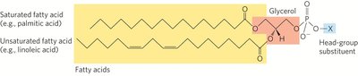 Structure of L-glycerol 3-phosphate