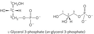 Table of common glycerophospholipids