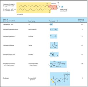 Structures of plasmalogen and platelet-activating factor