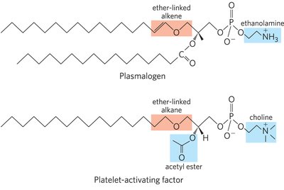 Table of common sphingolipids