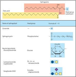 General structure of sphingolipids