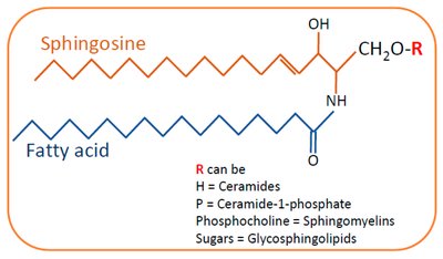Comparison of phosphatidylcholine and sphingomyelin
