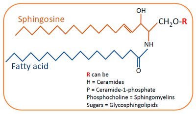 Structures of gangliosides