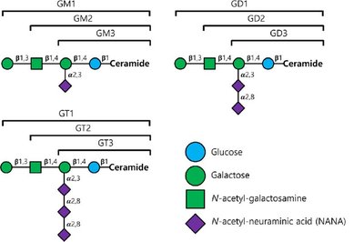 Legend for glycosphingolipid structures