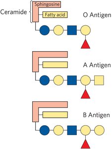 Phospholipase cleavage sites