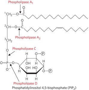 Structure of cholesterol