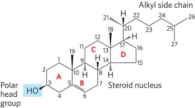 Structure of taurocholic acid (a bile acid)