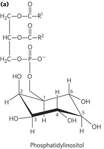 Phospholipase cleavage of PIP2