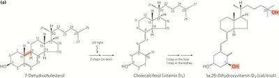 Vitamin D3 synthesis and activation