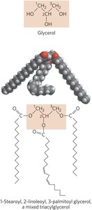 Structure of a mixed triacylglycerol