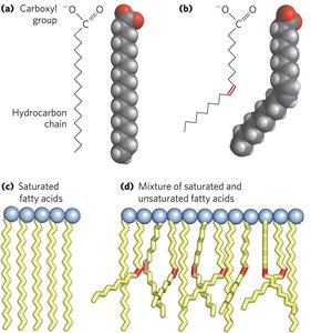 Saturated and unsaturated fatty acids and their packing