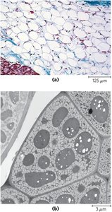 Adipose tissue storing triacylglycerols