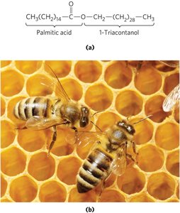 Structure and function of waxes in nature