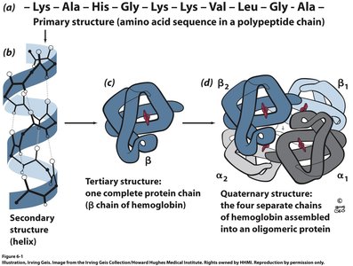 Illustration of primary, secondary, tertiary, and quaternary protein structure