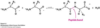Peptide bond formation reaction