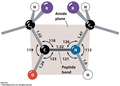 Peptide bond geometry and amide plane
