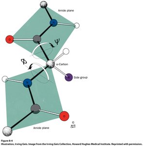 Dihedral angles phi and psi in the peptide backbone