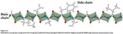 Polypeptide backbone and side chain arrangement