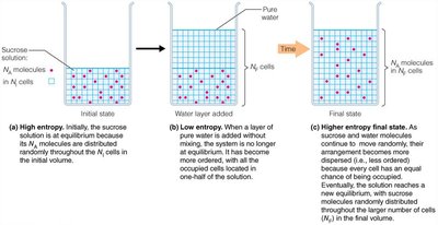 Diffusion and entropy in a sucrose solution
