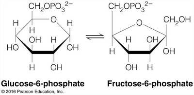 Glucose-6-phosphate and fructose-6-phosphate structures