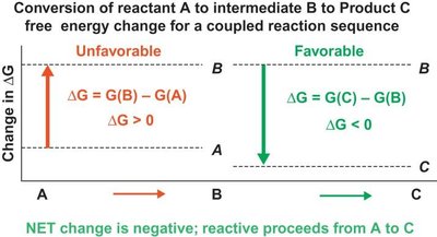 Coupled reaction free energy diagram