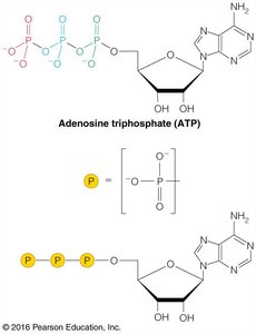 ATP structure and phosphate groups