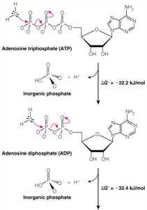 ATP and ADP hydrolysis reactions