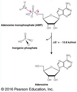 AMP hydrolysis reaction