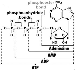 Phosphoester and phosphoanhydride bonds in ATP, ADP, AMP