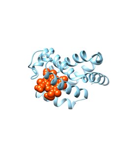 Myoglobin cartoon with heme group