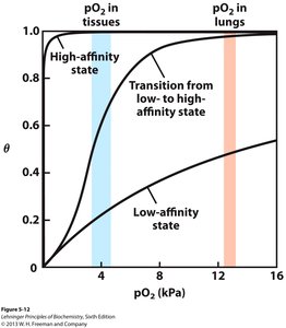 Hemoglobin optimized for O2 release