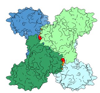 Hemoglobin surface representation with highlighted binding sites