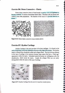 Elastic connective tissue