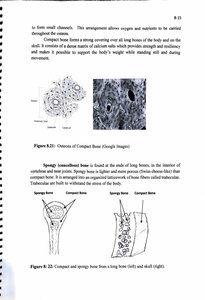 Bone tissue