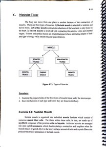 Types of muscle tissue