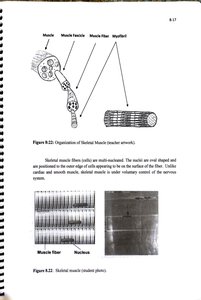 Organization of skeletal muscle