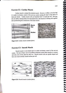 Cardiac muscle tissue