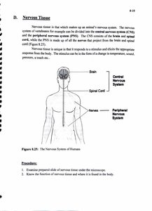 Nervous system diagram