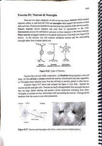Types of neurons and neuroglia